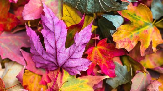 Trasforma il tuo giardino autunnale in un'oasi straordinaria